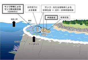 サンゴ礁州島形成のイメージ図